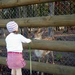 Zoo | Parks and Public Gardens | Vitebsk - Attractions